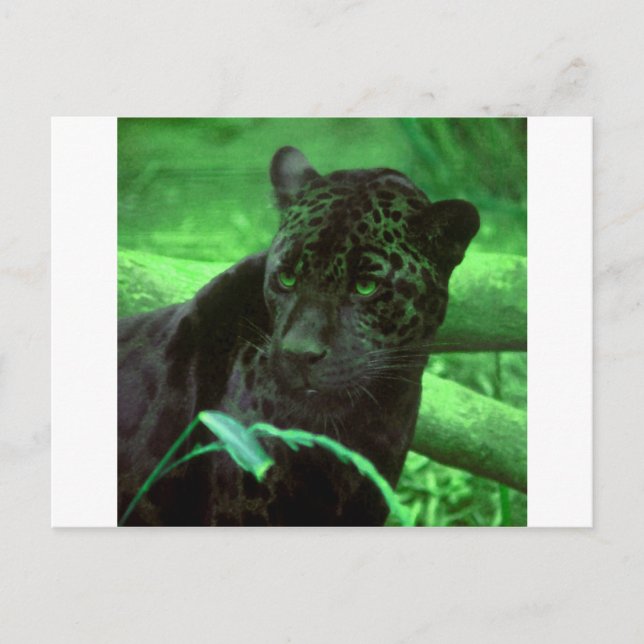Black Panther Jaquar auf Green Postkarte (Vorderseite)