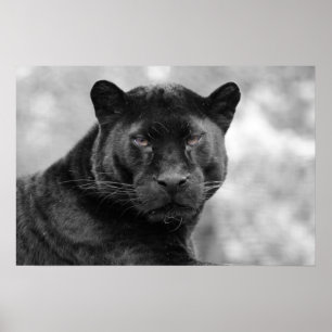 black panther poster