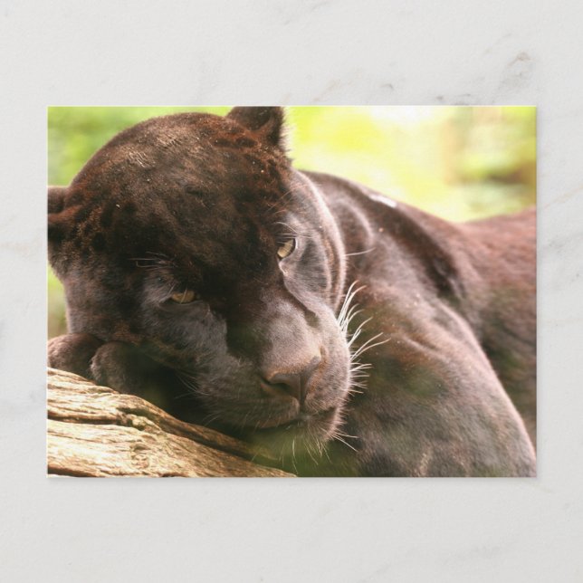 Black Panther Sleeping Postcard Postkarte (Vorderseite)