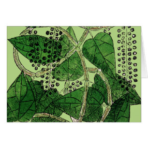 Black Pepper-Pflanze, 1578