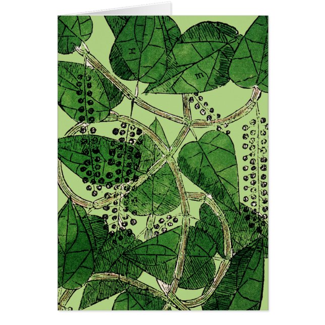 Black Pepper-Pflanze, 1578 (Vorne)