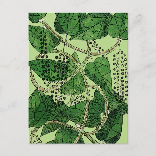 Black Pepper-Pflanze, 1578 Postkarte (Vorderseite)