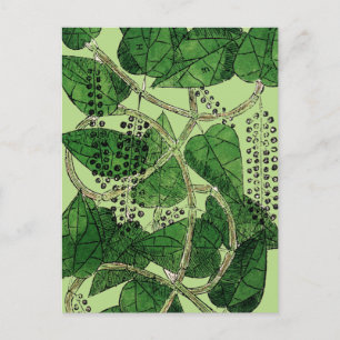 Black Pepper-Pflanze, 1578 Postkarte