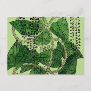 Black Pepper-Pflanze, 1578 Postkarte