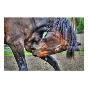 Black Percheron Gelding Horening Foto Poster