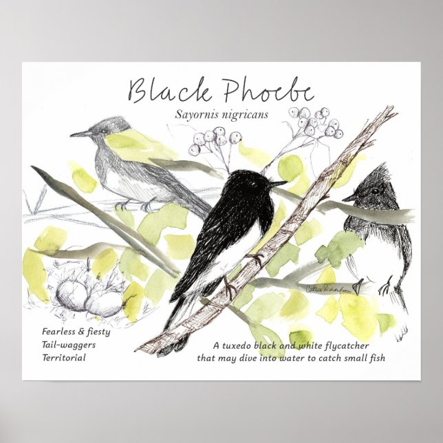 Black Phoebe Bird Tuxedo Black Tree Drawing  Poster (Vorne)