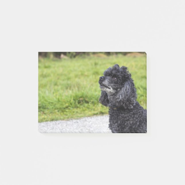 Black Poodle 2 Post-it Klebezettel (Vorderseite)