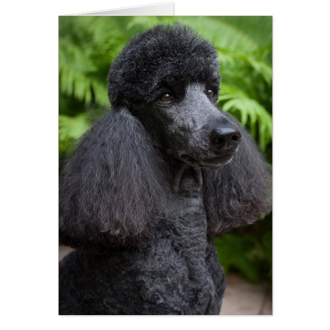 Black Poodle Blank-Karte (Vorne)