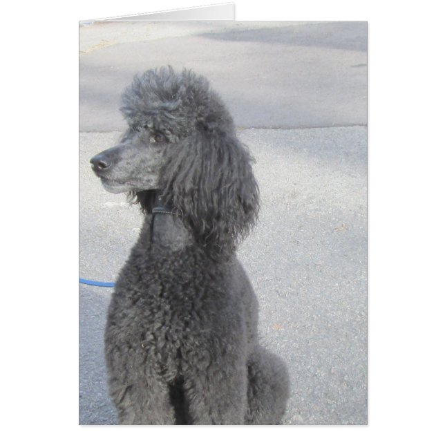 Black Poodle Card (Vorne)