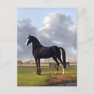Black Race Horse Circa 1828 Postkarte