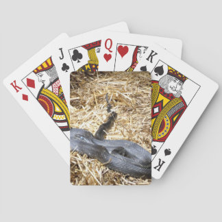 Black Racer Schlange Spielkarten