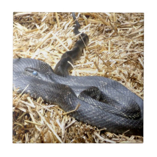 Black Racer Schlange Tile Fliese