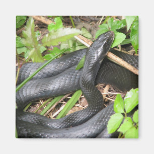 Black Racer Snake Sunning Magnet