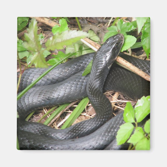 Black Racer Snake Sunning Magnet (Vorne)