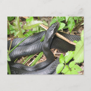 Black Racer Snake Sunning Postkarte