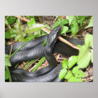 Black Racer Sunning