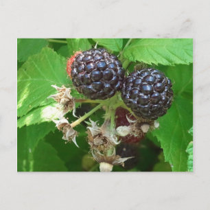 Black Raspberries Postcard Postkarte
