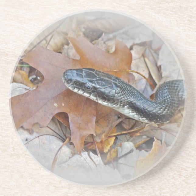 Black Rat Snake - Elaphe obsoleta obsoleta Getränkeuntersetzer (Vorne)