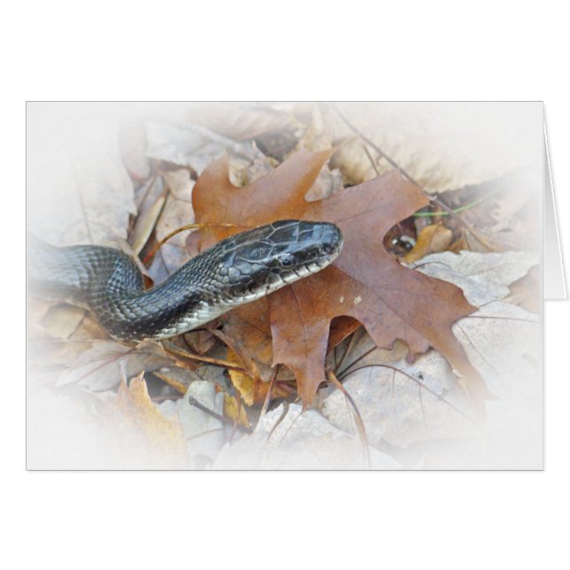 Black Rat Snake - Elaphe obsoleta obsoleta Greetin (Vorderseite (Horizontal))