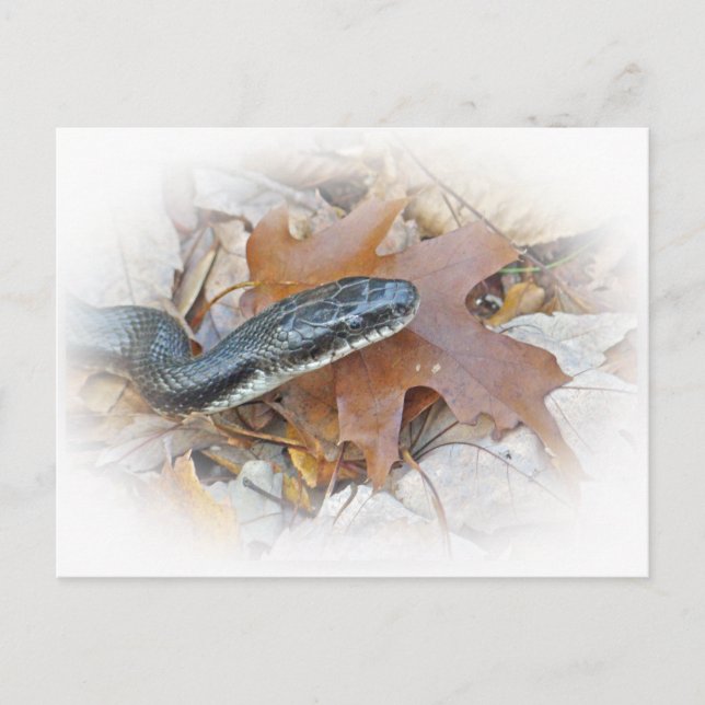 Black Rat Snake - Elaphe obsoleta obsoleta Postkarte (Vorderseite)