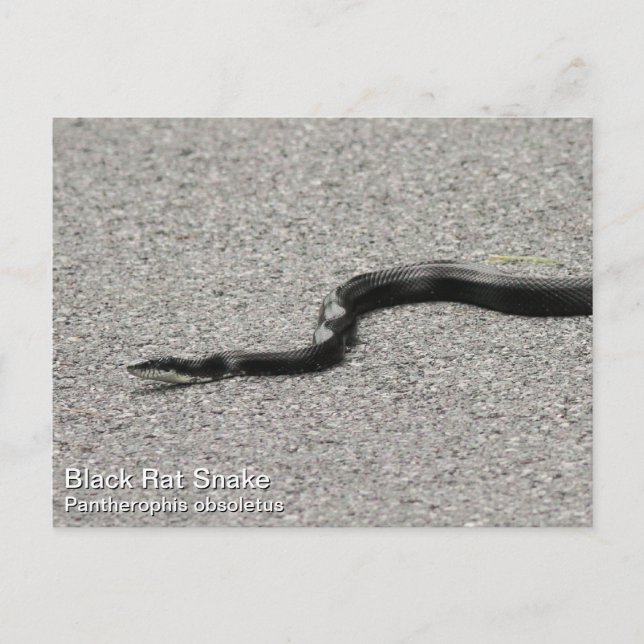 Black Rat Snake Postkarte (Vorderseite)