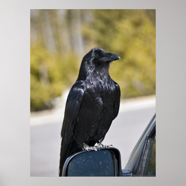 Black Raven - Fine Art Print Poster (Vorne)