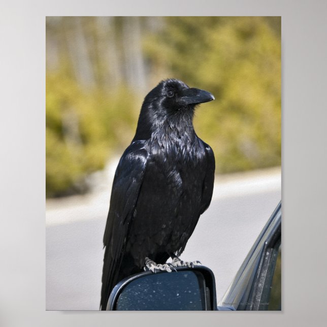 Black Raven - Fine Art Print Poster (Vorne)