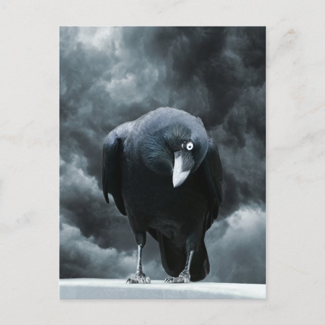 Black Raven Postkarte (Vorderseite)