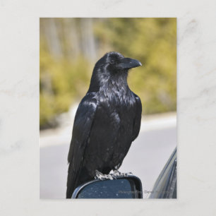 Black Raven - Postkarte