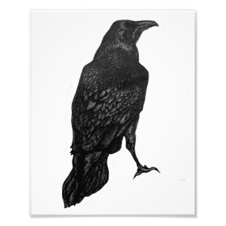 Black Raven Print Fotodruck