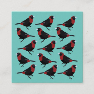 Black Red Crimson Collared Tanager Songbird Quadratische Visitenkarte