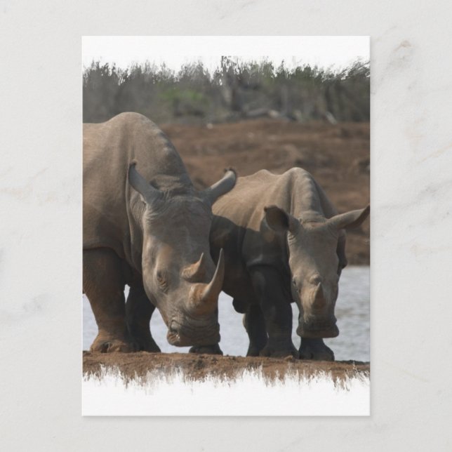 Black Rhinos Postcard Postkarte (Vorderseite)