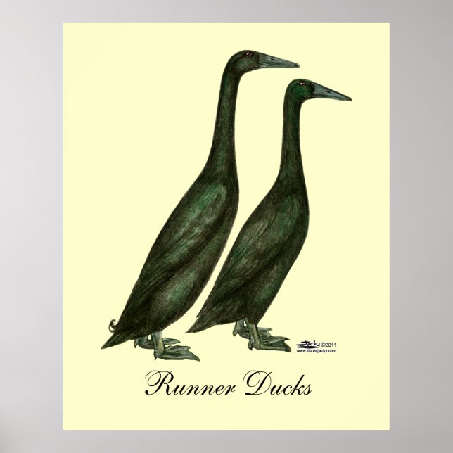 Black Runner Ducks Poster (Vorne)