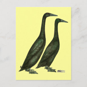 Black Runner Ducks Postkarte