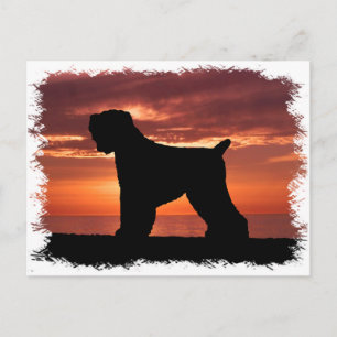 Black Russian Terrier Postkarte