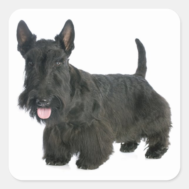 Black Scottish Terrier Puppy Doppy Sticker / Siege (Vorderseite)