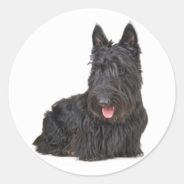 Black Scottish Terrier Puppy Doppy Sticker / Siege (Vorderseite)