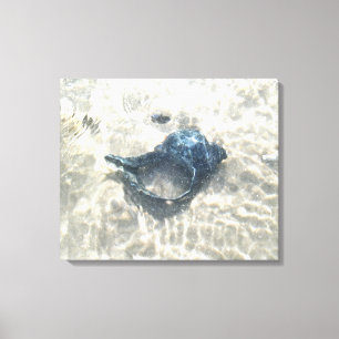 Black Seashell Leinwanddruck