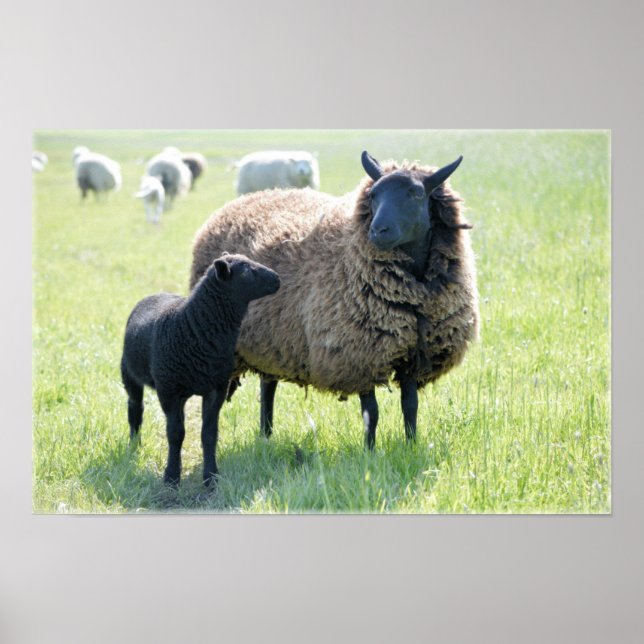 Black Sheep Poster (Vorne)