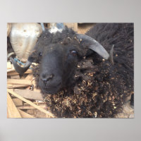 Black Sheep Poster