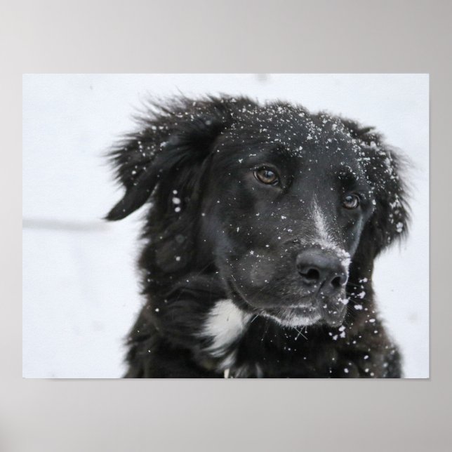 Black Shepherd Dog in the Snow Poster (Vorne)