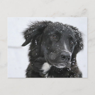 Black Shepherd Dog in the Snow Postkarte