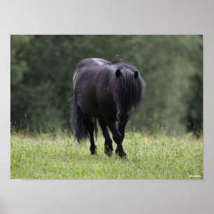 Black Shetland Pony Stallion Wandern Poster