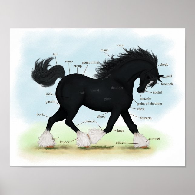 Black Shire Draft Horse Equine Anatomie Poster (Vorne)