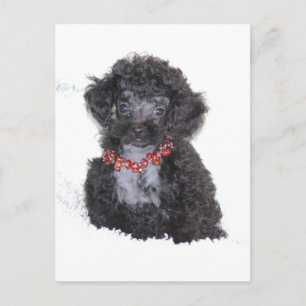 Black Silver Toy Poodle Puppy Postkarte