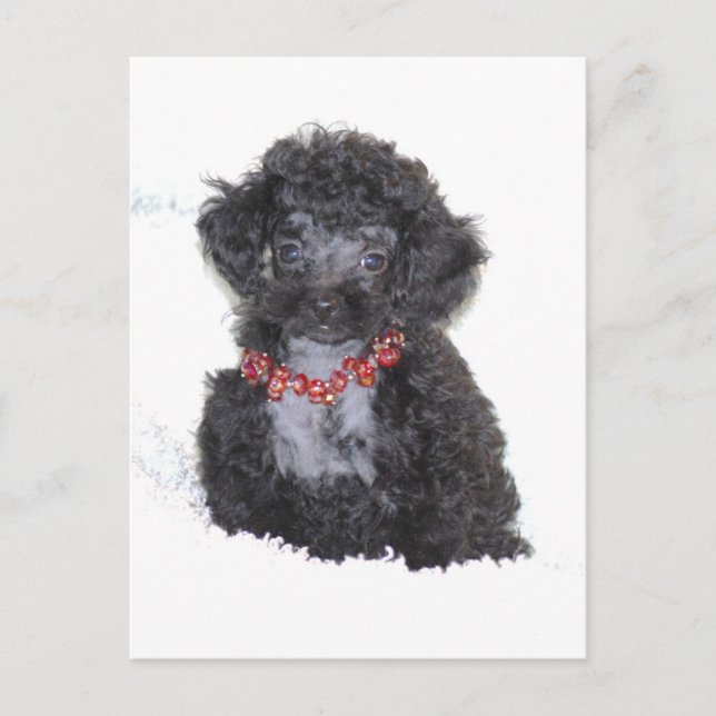 Black Silver Toy Poodle Puppy Postkarte (Vorderseite)