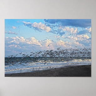 Black Skimmers Take Off on Cape Canaveral Beach Poster