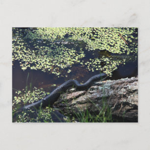 Black Snake #6543 Postcard Postkarte