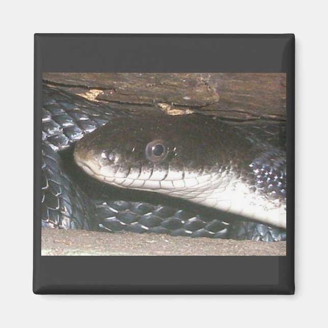 Black Snake Magnet (Vorne)