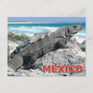 Black Spiny hat Iguana in Mexiko getippt Postkarte
